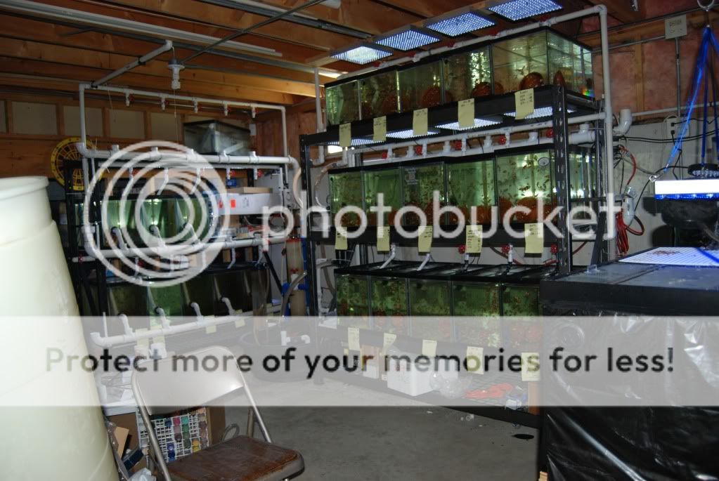 Heavy duty shelving with particle board Reef Central Online Community